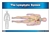 The Lymphatic System  (Nomenclature Cards) (6-9)