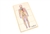 The Lymphatic System Puzzle with Nomenclature Cards (3-6)
