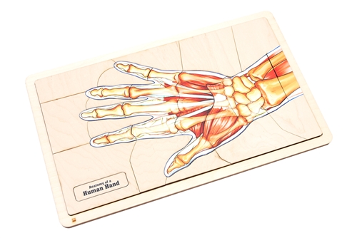 Anatomy of a Human Hand Puzzle with Nomenclature Cards (3-6) (Printed)