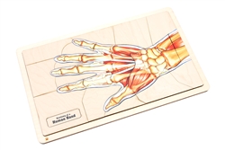 Anatomy of a Human Hand Puzzle