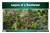 Layers of a Rainforest (Nomenclature Cards) (3-6) (Printed)