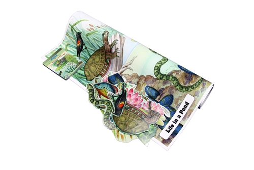 Montessori Materials: Life in a Pond Chart