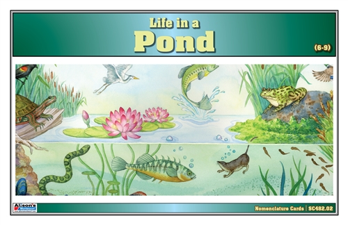 Life in a Pond Nomenclature Cards (6-9) (Printed)