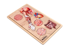 Types of Muscles Puzzle