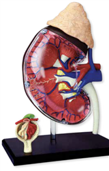 Human Kidney Model