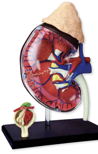Human Kidney Model