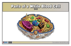 Parts of a White Blood Cell Nomenclature Cards (3-6) (Printed)