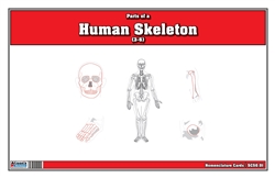 Parts of a Human Skeleton (Printed)