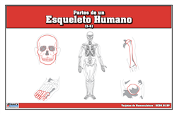 Partes de un Esqueleto Humano (Printed)
