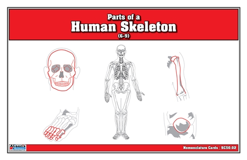 Parts of a Human Skeleton Nomenclature Cards (6-9)