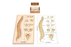 Parts of a Vertebrae Puzzle with Research Cards