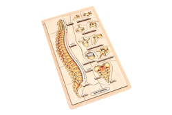 Parts of a Vertebrae Puzzle
