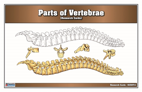 Parts of a Vertebrae Research Cards