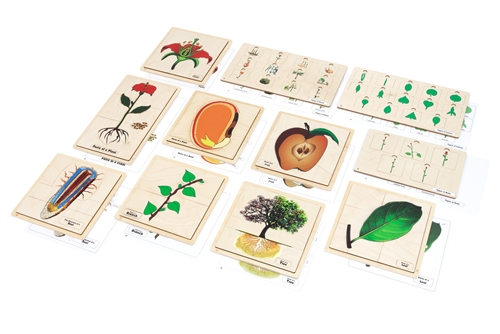Primary Classified Botany Nomenclature Cards (Printed) - Complete Set