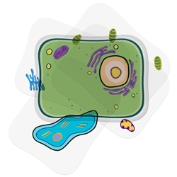 See-through Plant Cell Builder