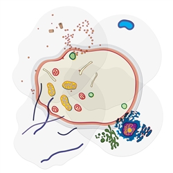 See-through Animal Cell Builder
