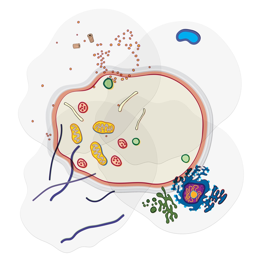 See-through Animal Cell Builder