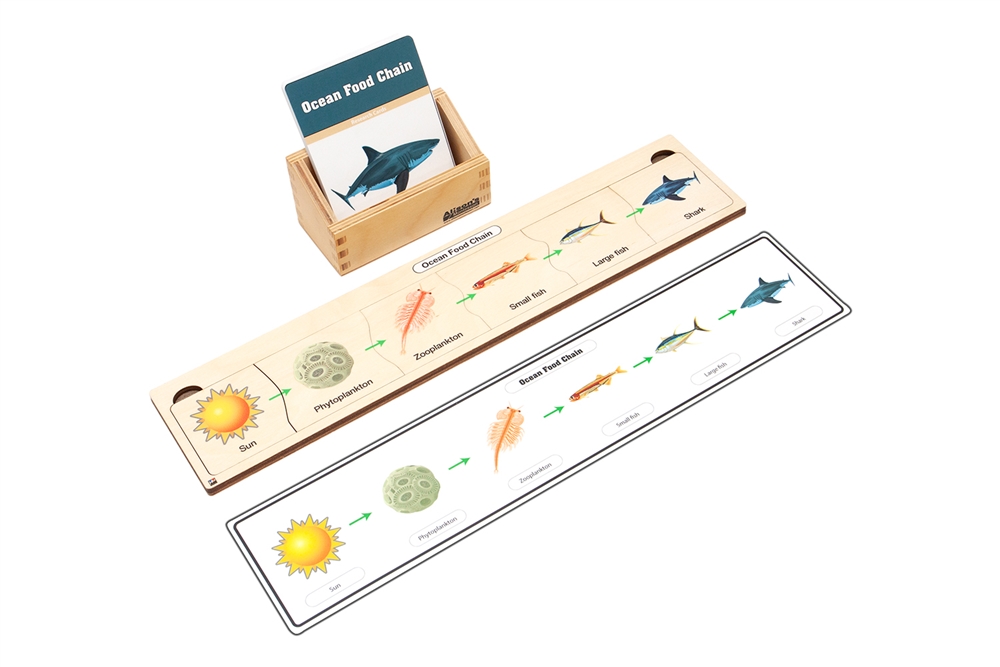 Ocean Food Chain Complete Set