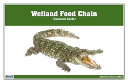 Wetland Food Chain Research Cards