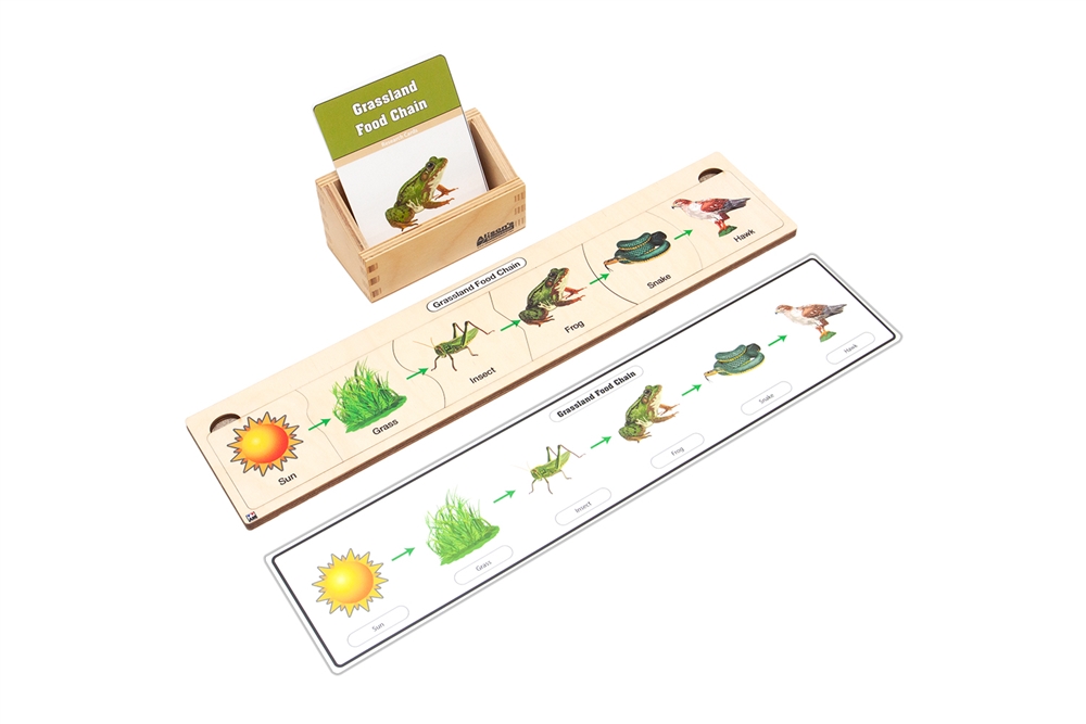 Grassland Food Chain Complete Set
