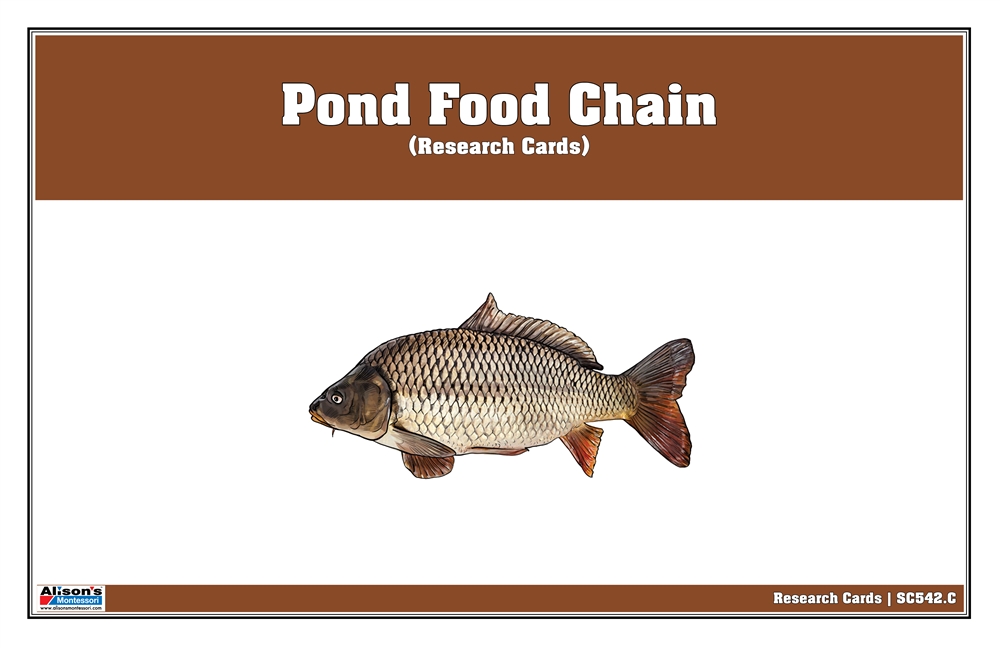 Pond Food Chain Research Cards