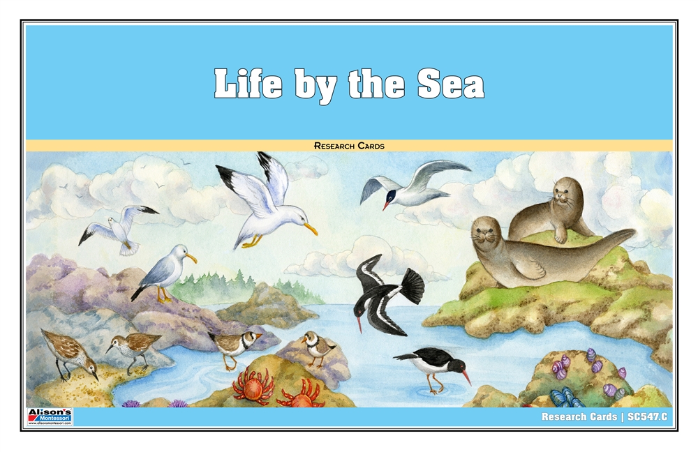 Life by the Sea Nomenclature Cards (3-6) (Printed)