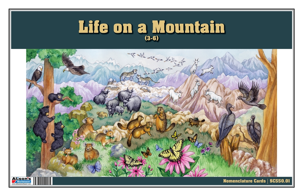 Life on the Mountain Nomenclature Cards (3-6) (Printed)