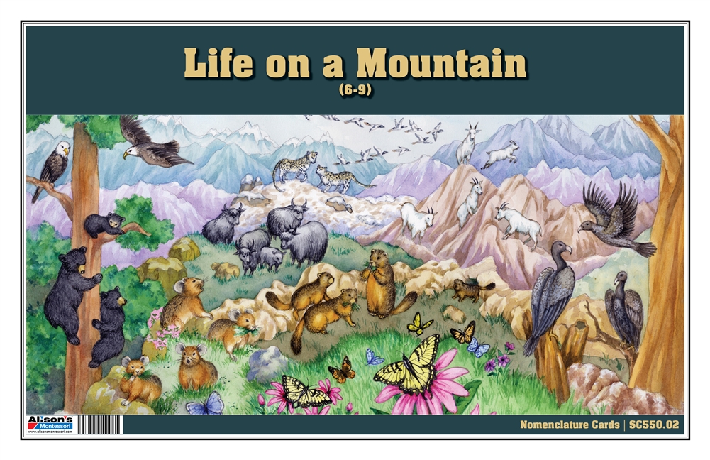 Life on the Mountain Nomenclature Cards (6-9) (Printed)