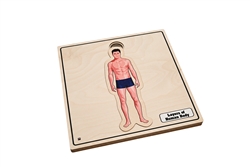Layers of Human Body Puzzle: Male