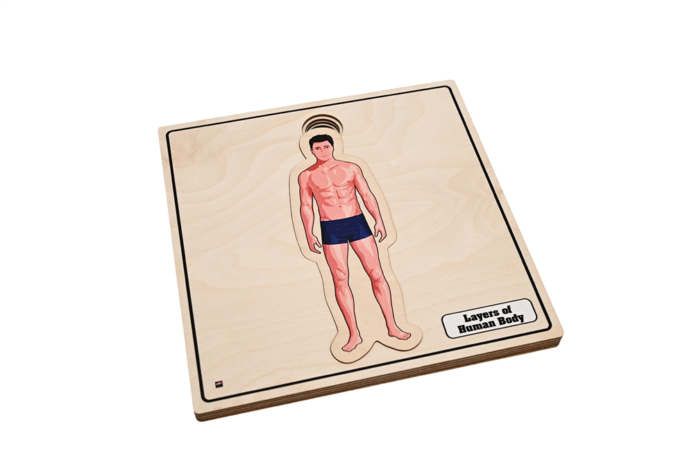 Layers of Human Body Puzzle: Male