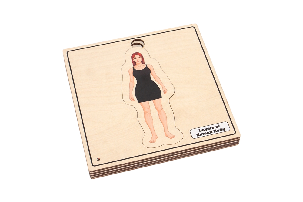 Layers of Human Body Puzzle: Female