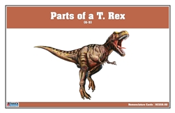 Parts of a T. Rex Nomenclature Cards 6-9 (Printed)