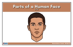 Parts of a Human Face Nomenclature Cards (3-6) (Printed)