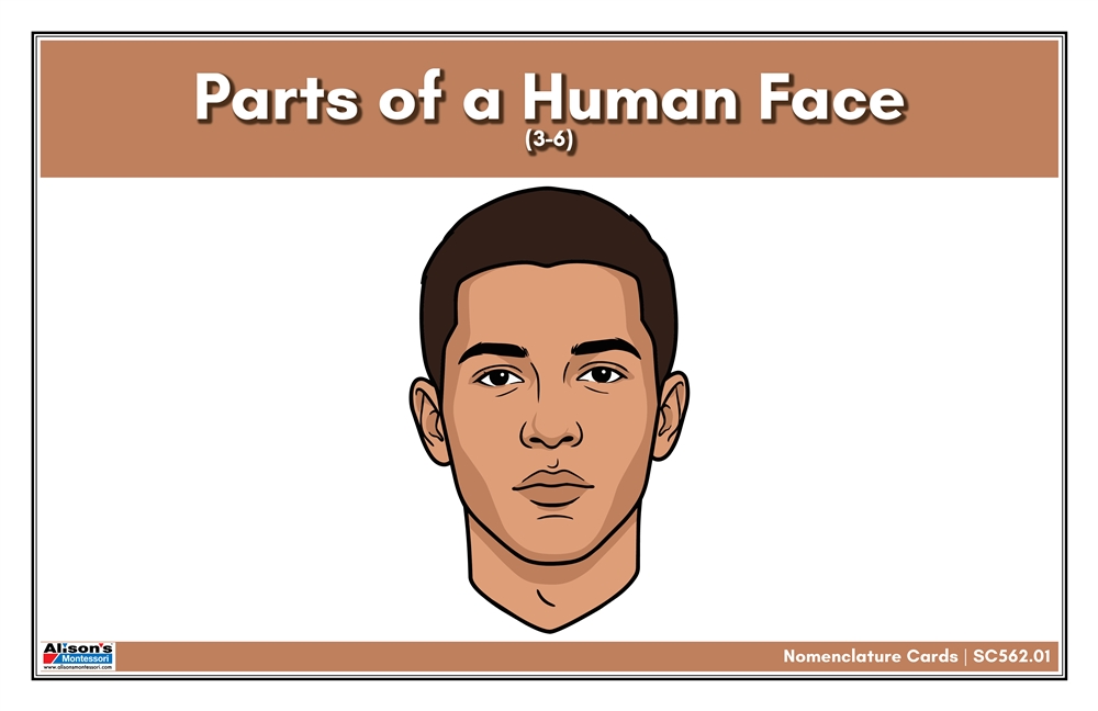 Parts of a Human Face Nomenclature Cards (3-6) (Printed)