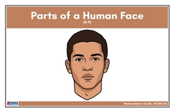 Parts of a Human Face Nomenclature Cards (6-9) (Printed)