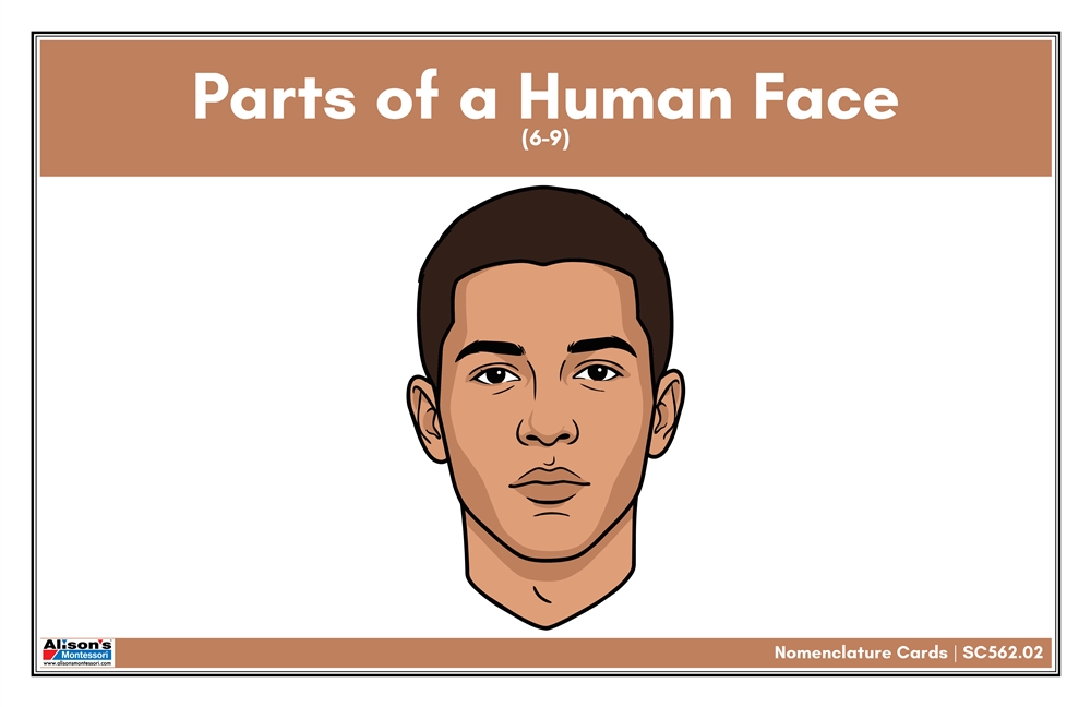 Parts of a Human Face Nomenclature Cards (6-9) (Printed)