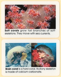 Sponges and Corals Plastic Cards Elementary