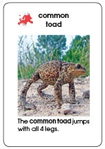 World Amphibian Early Childhood Plastic Cards