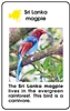 World Bird Cards Elementary PDF