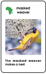 World Birds Ages 3-6 - Plastic Cards