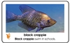 World Fish Plastic Cards Ages 3-6