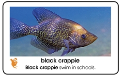 World Fish Plastic Cards Ages 3-6