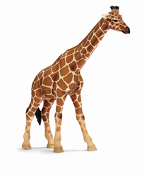 Female Giraffe