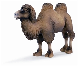 Two-Humped Camel