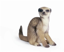 Meerkat Sitting