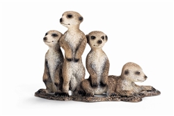 Meerkat Pups