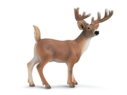 White-Tailed Buck