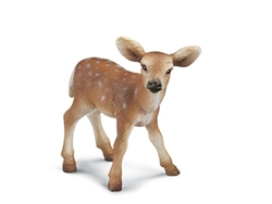 White-tailed fawn