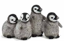 King Penguin Chicks