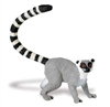 Ring Tailed Lemur
